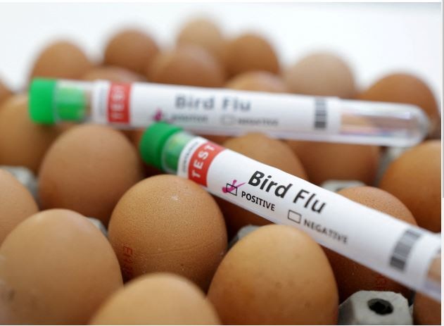 Bird Flu Pandemic
