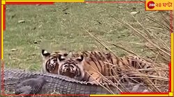 হরিণ-বাঁদরে অরুচি? আস্ত কুমিরে পেট ভরাচ্ছে রণথম্বোরের রয়্যাল বেঙ্গল!