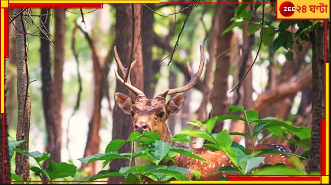 Bankura: লাল মাটির জঙ্গলে জল-নুন-ছোলা-গুড় নিয়ে &#039;হরিণের জন্য একক&#039;!