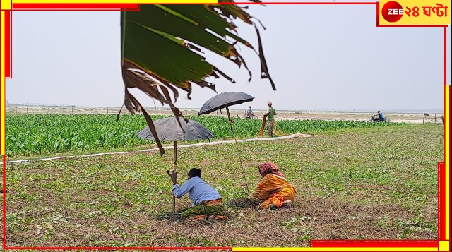 Jalpaiguri: তীব্র দাবদাহে নষ্ট হচ্ছে বিঘের পর বিঘে ফসল! শিয়রে খরা‌-পরিস্থিতি?