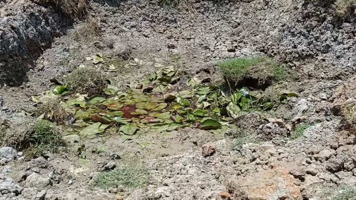 burdwan Red Water pond