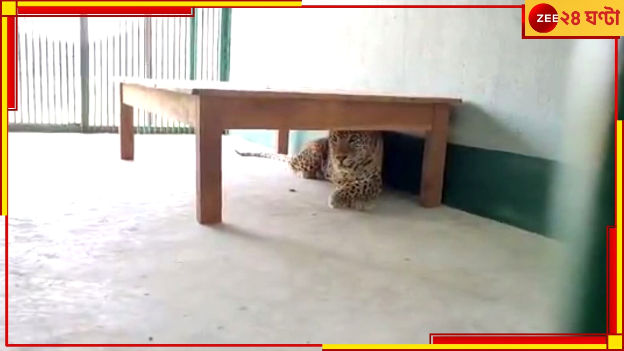 Leopard Cub: রসিকবিলে খুশির আমেজ, রিমঝিম-গরিমার কোল আলো করে এল ৭ চিতাশাবক