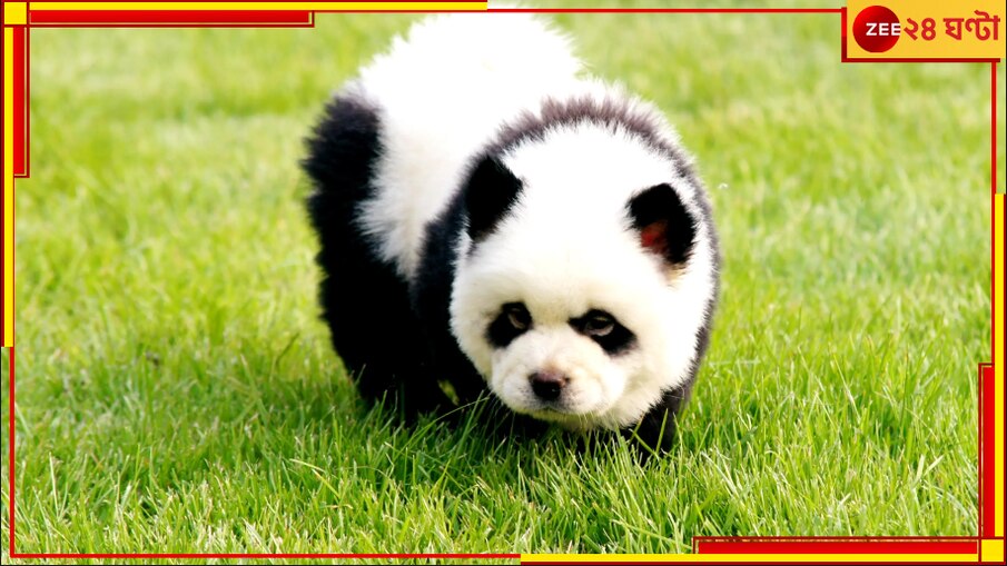 China: ছিল কুকুর হল পান্ডা! চিড়িয়াখানায় ভেঙে পড়ল ভিড়, কিন্তু...