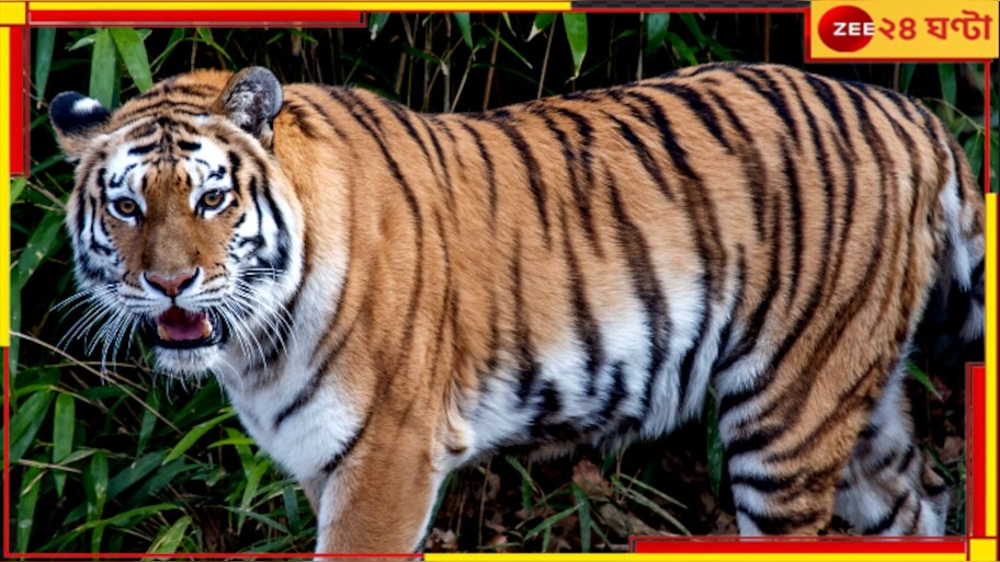 Tiger Eats Man: সাবধান! ব্যস্ত শহরে বাঘে খেল মানুষ, রেড অ্যালার্ট জারি...  