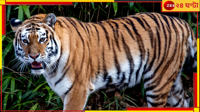 Tiger Eats Man: সাবধান! ব্যস্ত শহরে বাঘে খেল মানুষ, রেড অ্যালার্ট জারি... Tiger Eats Man: সাবধান! ব্যস্ত শহরে বাঘে খেল মানুষ, রেড অ্যালার্ট জারি...
