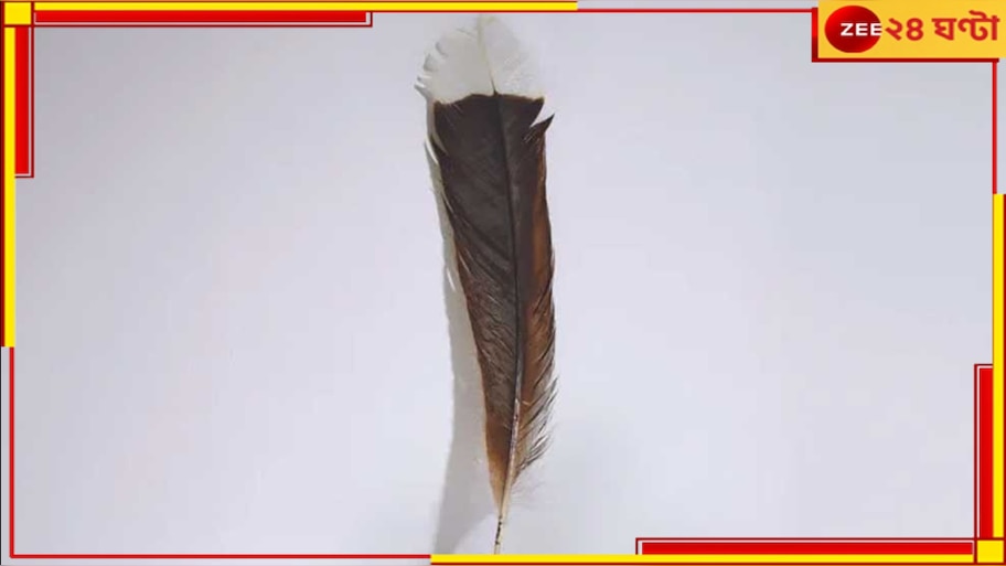 Feather Price: দেখতে হালকা, দামে ভারী! ১টা পালক প্রায় ২৪ লক্ষ...