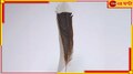 Feather Price: দেখতে হালকা, দামে ভারী! ১টা পালক প্রায় ২৪ লক্ষ...