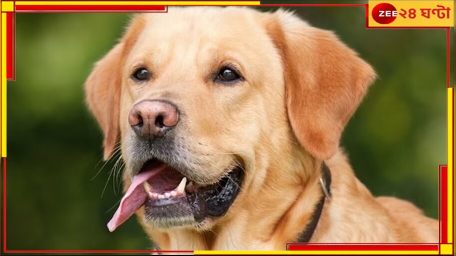 UP Dog Stolen: বিচারপতির বাড়ি থেকে চুরি গেল কুকুর! ২৪ জনের বিরুদ্ধে মামলা...