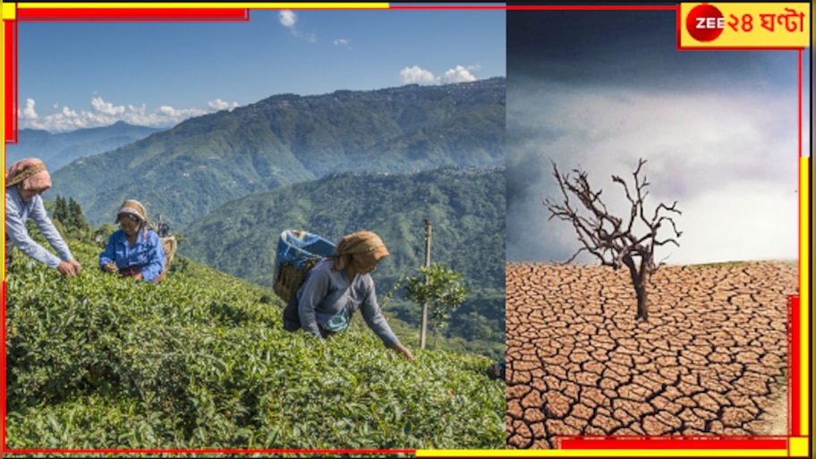North Bengal Tea: বিশ্ববিখ্যাত দার্জিলিং চায়ের যুগ শেষ হয়ে এল! আর মিলবে না অপূর্ব এই পানীয়?
