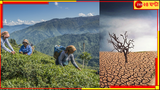 North Bengal Tea: বিশ্ববিখ্যাত দার্জিলিং চায়ের যুগ শেষ হয়ে এল! আর মিলবে না অপূর্ব এই পানীয়? North Bengal Tea: বিশ্ববিখ্যাত দার্জিলিং চায়ের যুগ শেষ হয়ে এল! আর মিলবে না অপূর্ব এই পানীয়?