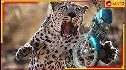 চলন্ত বাইকের উপর ঝাঁপিয়ে পড়ল চিতাবাঘ, নখ বসিয়ে দিল...