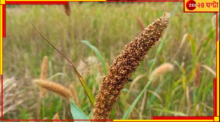 Malbazar: বিলুপ্তপ্রায় কাউন চাষ করে তাক লাগালেন মালবাজারের ধুপঝোরার কৃষকেরা... Malbazar: বিলুপ্তপ্রায় কাউন চাষ করে তাক লাগালেন মালবাজারের ধুপঝোরার কৃষকেরা...