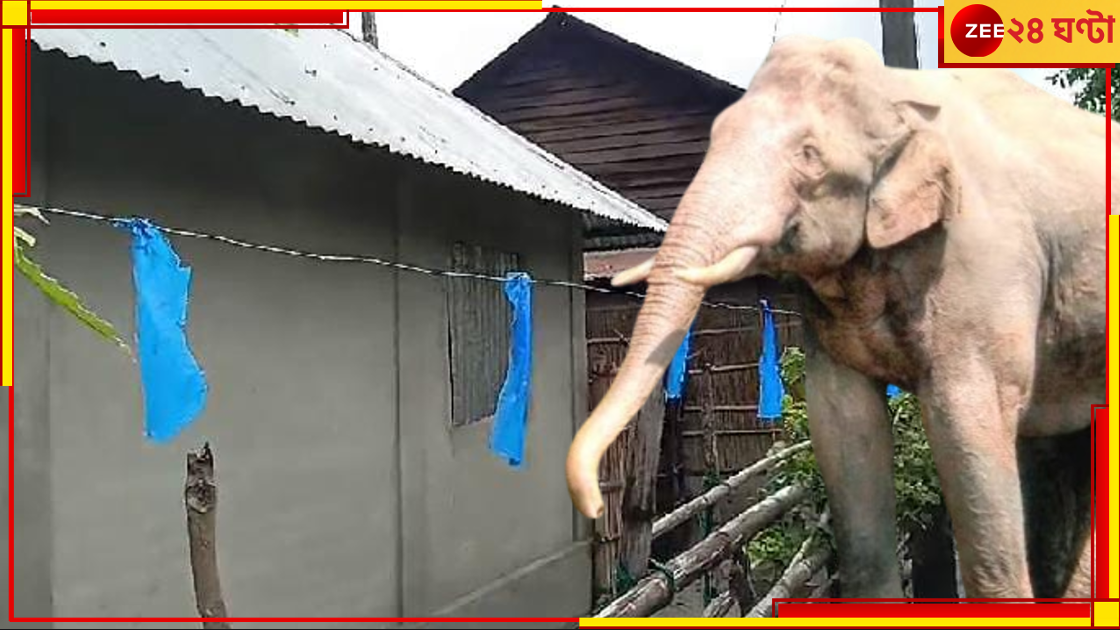 Malbazar: হাতির হানা থেকে বাঁচতে অভিনব কায়দা! বোকা বনে ফিরে যাচ্ছে রাগী দাঁতালও ... Malbazar: হাতির হানা থেকে বাঁচতে অভিনব কায়দা! বোকা বনে ফিরে যাচ্ছে রাগী দাঁতালও ...