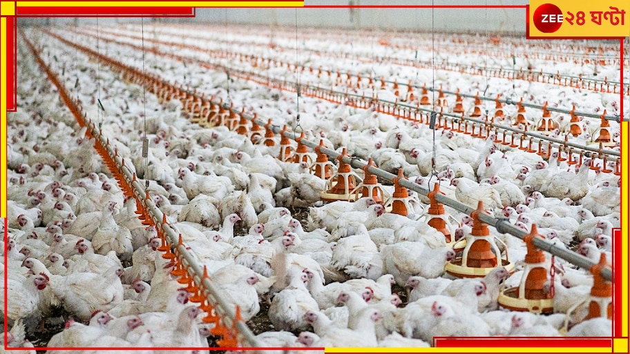 Bird Flu: ভয়ংকর! আক্রান্ত পরের পর খামার, হু হু করে ছড়াচ্ছে বার্ড ফ্লু, শয়ে শয়ে মরছে হাঁস-মুরগি...