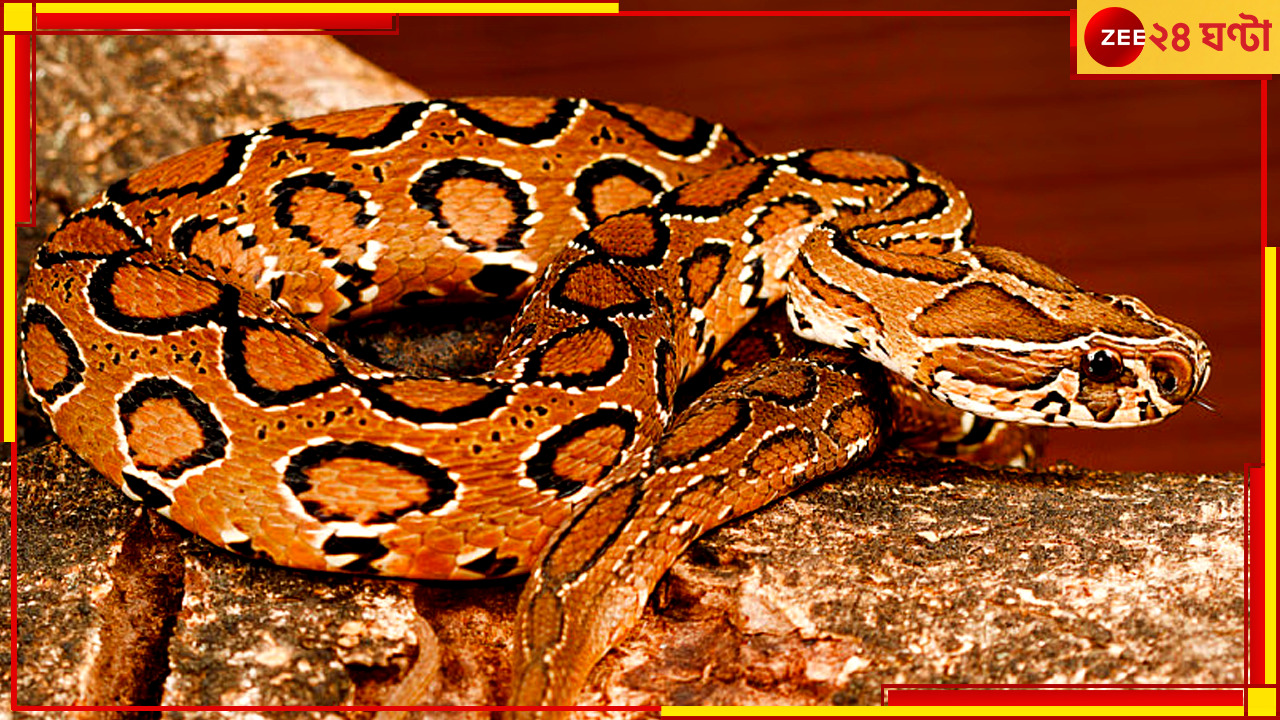 Russels Viper: ভয় করলে মানুষকেই করতে হয়, সাপকে নয়: প্রধানমন্ত্রী Russels Viper: ভয় করলে মানুষকেই করতে হয়, সাপকে নয়: প্রধানমন্ত্রী