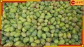 Maldaha Himsagar Mango: মালদার হিমসাগর নিয়ে বড় খবর! ১৩০০ কেজি আম...