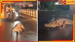 OMG! থপথপিয়ে রাস্তায় হেঁটে বেড়াচ্ছে বিশাল কুমির, আতঙ্কে কাঁটা সবাই...