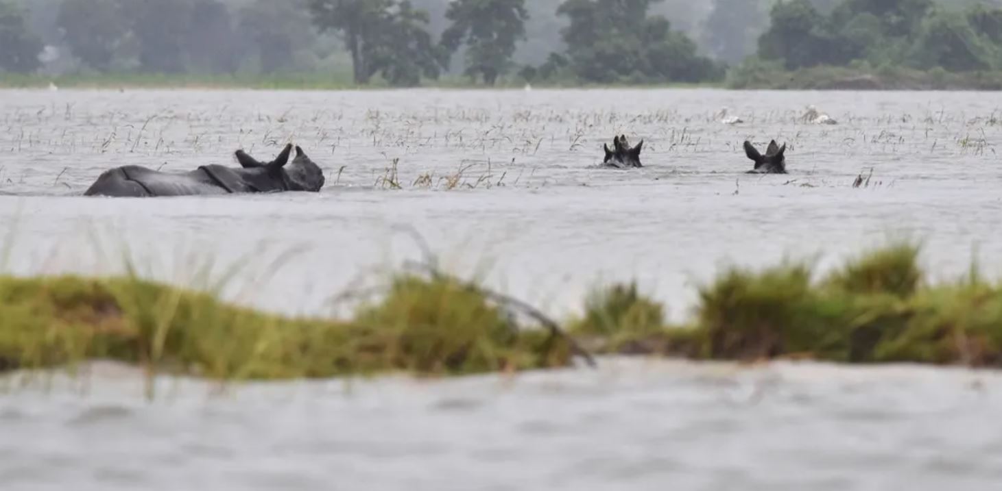 Kajiranga National Park Flood