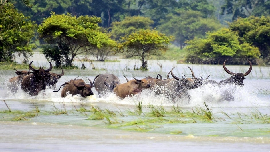 Kajiranga National Park Flood