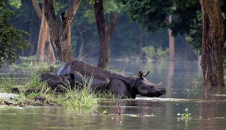 Kajiranga National Park Flood