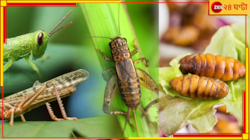 খাবারের দুনিয়ায় যুগান্তর! সরকার এবার পোকামাকড়কেও খাদ্য হিসেবে অনুমোদন দিয়ে দিল...
