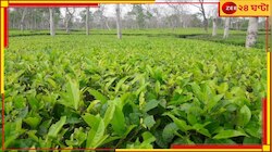 অতিবৃষ্টিতে নষ্ট হচ্ছে তরাই-ডুয়ার্সের বহু চা-বাগান, চরম ক্ষতির মুখে ব্যবসায়ীরা...