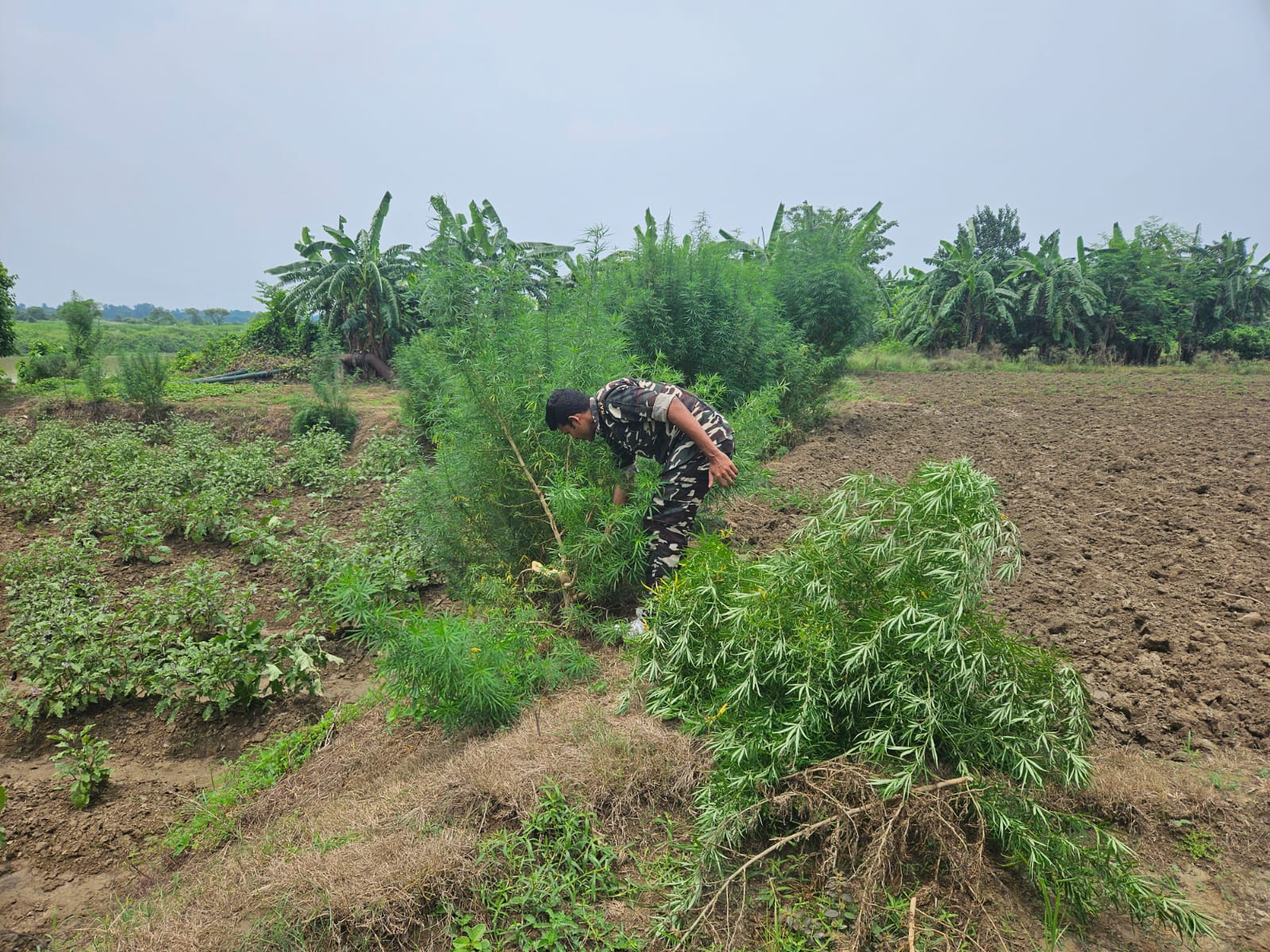 Ganja farming