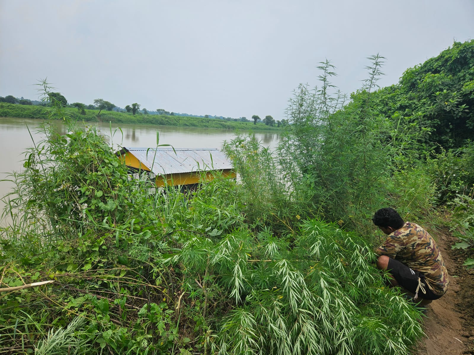 Ganja farming