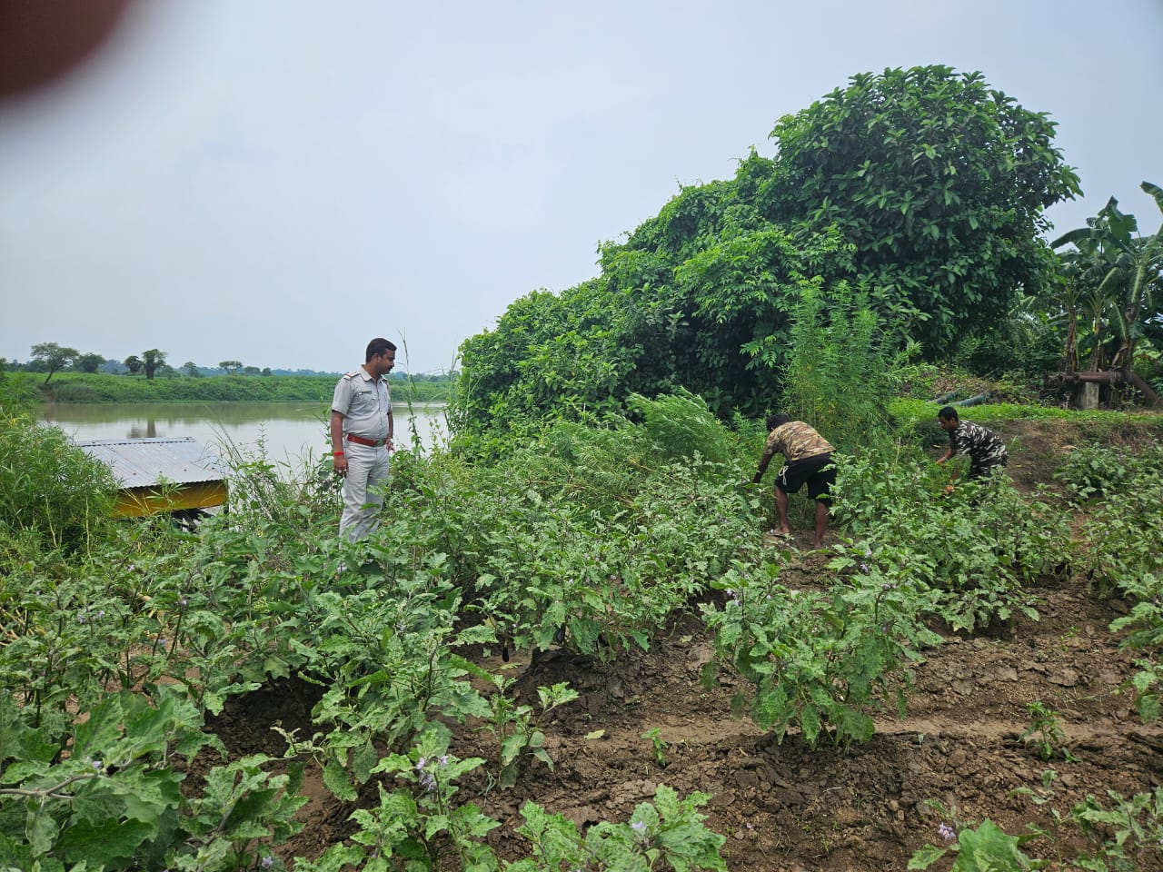 Ganja farming