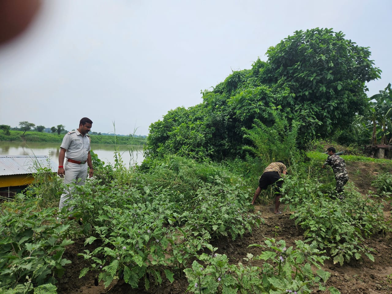 Ganja farming