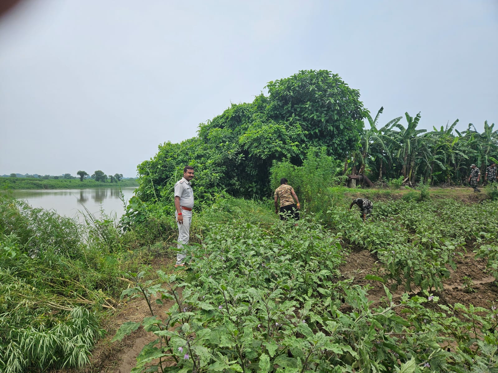 Ganja farming