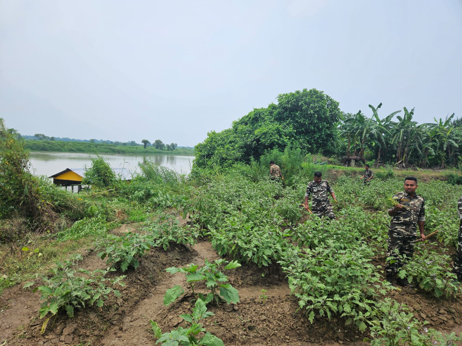 Ganja farming