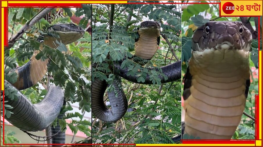 12ft King Cobra Viral Video: হাড়হিম ভিডিয়ো, বাড়ির বাগানে ঝুলছে ১২ ফিটের কিং কোবরা! তেড়ে এল ফণা উঁচিয়ে...
