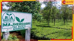 নীলকন্ঠ, গোলাপের পর এবার আমের স্বাদের চা তৈরি করল মাঝেরডাবরি চা বাগান