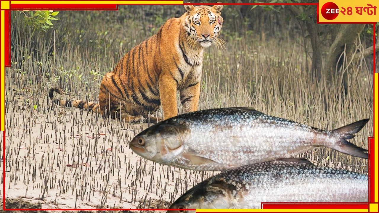 South 24 Parganas: ইলিশ উৎসবে এসে আচমকাই দক্ষিণরায়ের দর্শন! বাঘকে ক্যামেরাবন্দি করে উল্লসিত বিদেশি পর্যটক...