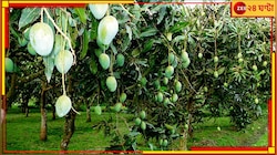 দাদার বন্ধুর সঙ্গে 'ঘনিষ্ঠতা' কিশোরীর! আমবাগানে যুগলকে পাওয়া গেল 'চরম' অবস্থায়...