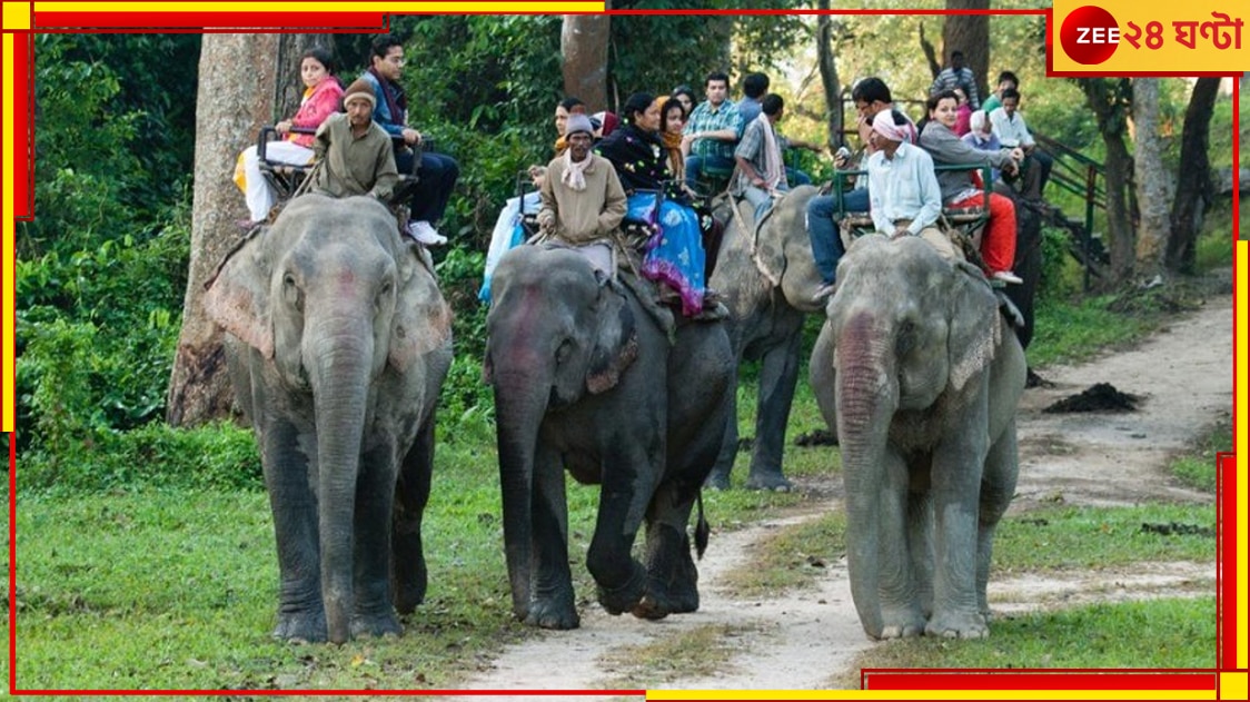 Jalpaiguri: পুজোর মরশুমে নতুন চমক! ডুয়ার্সের জঙ্গল ঘুরে দেখা যাবে হাতির পিঠে চেপেই...