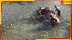 পারদ ক্রমশ চড়ছে, অসহ্য গরমের সঙ্গে লড়তে নদীতে স্নান ঐরাবতের...
