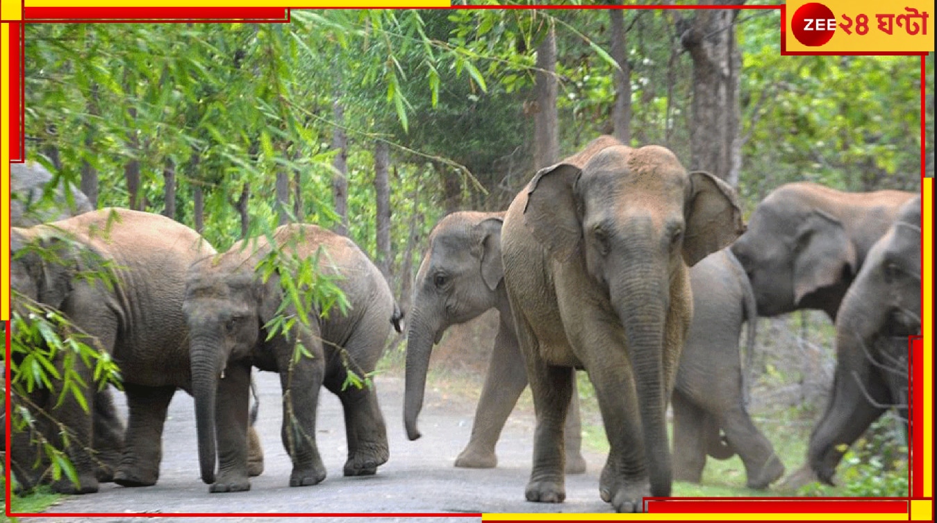 Jhargram: ফের গর্ভবতী হাতির মৃত্যু! হাতি মেলাতেও ক্ষোভ প্রকাশ ঝাড়গ্রামবাসীর...