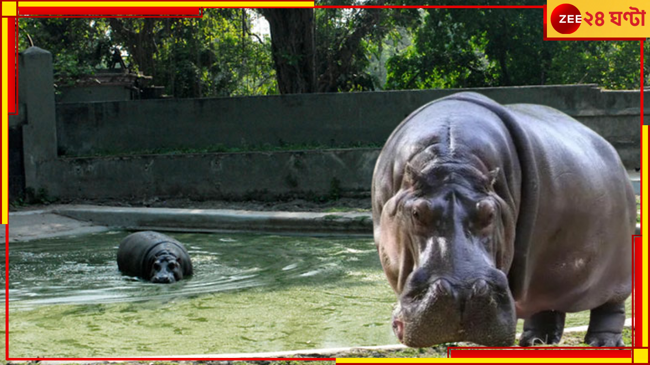 Alipore Zoological Garden: দাঁত চামড়া ভেদ করে মাথায় ঢুকে তৈরি করেছিল গভীর ক্ষত! মুখ নাড়লেই রক্ত... Alipore Zoological Garden: দাঁত চামড়া ভেদ করে মাথায় ঢুকে তৈরি করেছিল গভীর ক্ষত! মুখ নাড়লেই রক্ত...