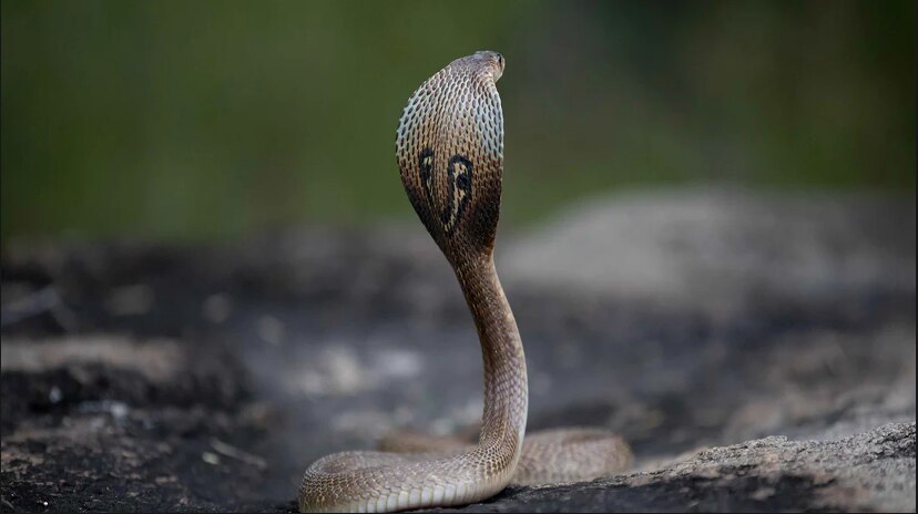 Snake Venom 