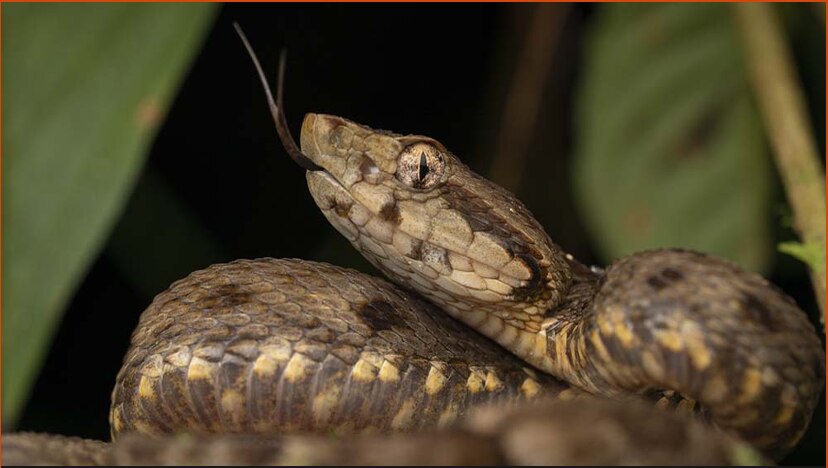 Snake Venom 