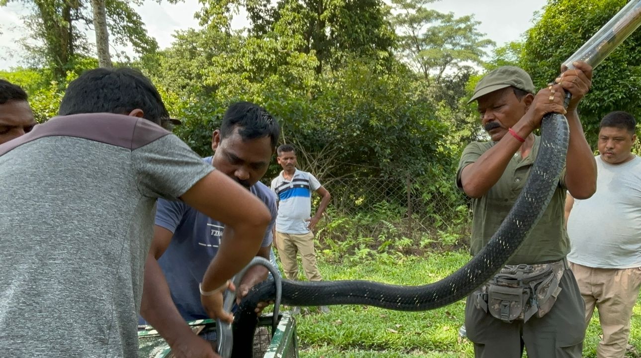 অজগর 