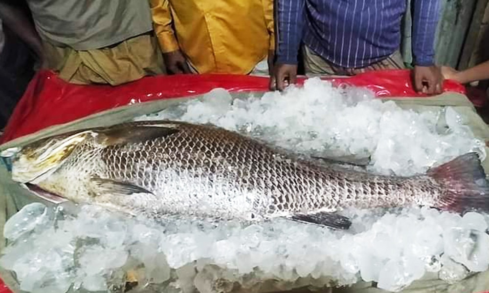 Fish: এক পিস মাছের দাম ৭ লক্ষ টাকা! হইচই পড়ে গেল বাজারে...