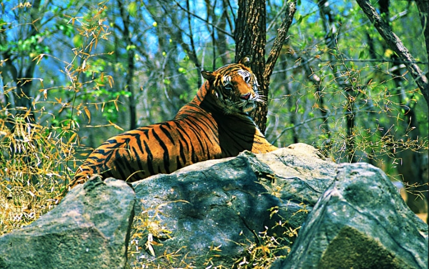 Periyar Tiger Reserve