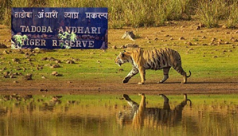 Tadoba National Park