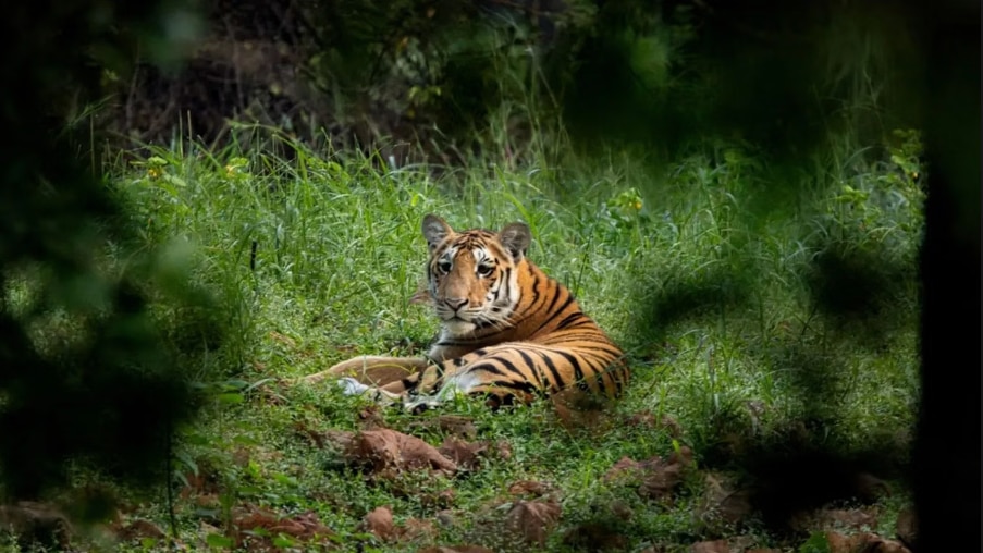 Nagarhole National Park, Karnataka