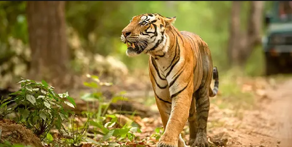 Kanha National Park, Madhya Pradesh