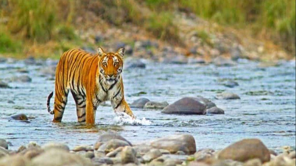 Jim Corbett National Park, Uttarakhand