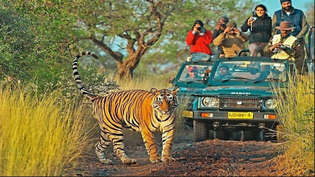 Ranthambore National Park, Rajasthan